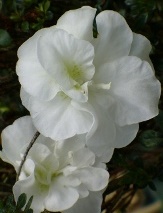 Baby White Rosebud Azalea (Miniature), Rhododendron x 'Baby White Rosebud'
